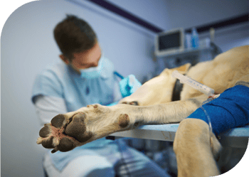 Anesthesia on Aging Pet