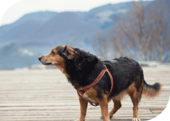 Apr25_Home Hacks to Help Pets with Mobility Issues