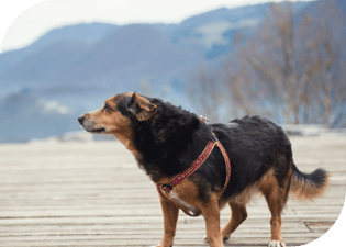 Apr25_Home Hacks to Help Pets with Mobility Issues Apr25_Home Hacks to Help Pets with Mobility Issues