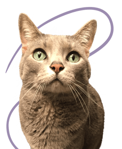 Bella the cat Bella the cat