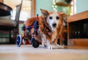 Dog in wheelchair
