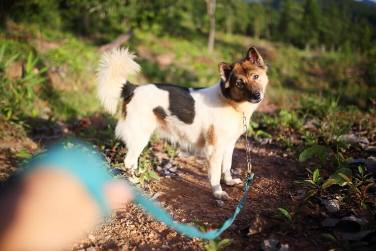 Dog-cognitive-decline-webinar