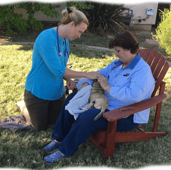 DrMarywithagingpet DrMarywithagingpet