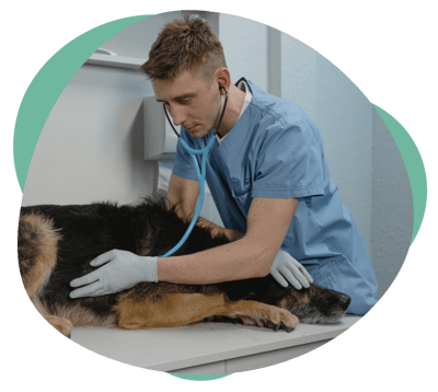 Feb26_Recognizing, Treating, and Supporting Pets with Heart Disease_Featured Image