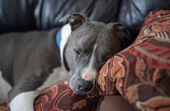 Help Your Senior Pet Battle Chronic Pain Help Your Senior Pet Battle Chronic Pain