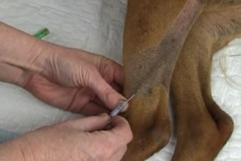 Intravenous-injection