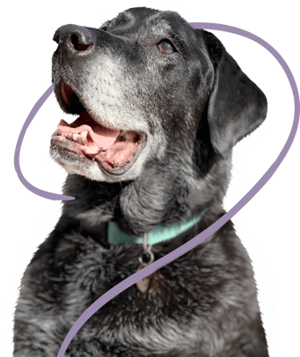 Macy Kay the dog Macy Kay the dog