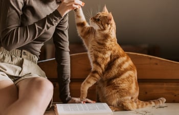 Nov26_The Zen of Veterinary Visits_featured-image