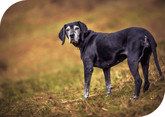 Oct25_Slow, Stiff and Sore Dogs
