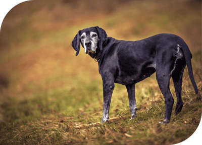 Oct25_Slow, Stiff and Sore Dogs