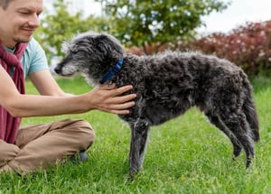 tips for adopting a senior pet