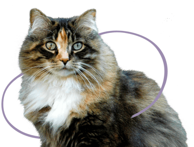 Smuckers the cat Smuckers the cat