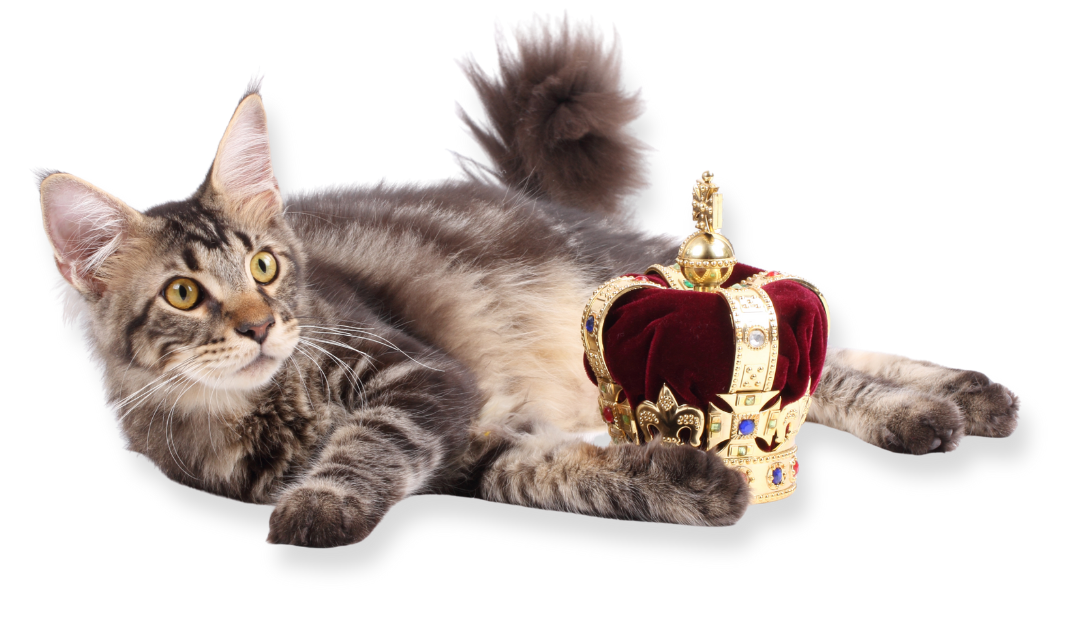 VIP Vet Webinar (1)