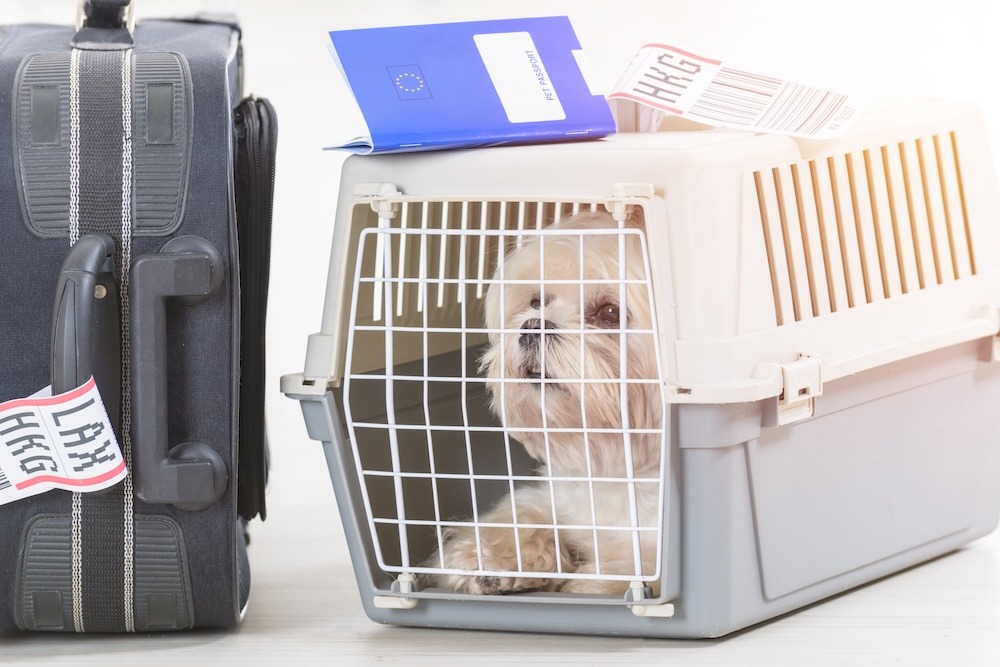 Flight Travel Tips for Your Senior Pet