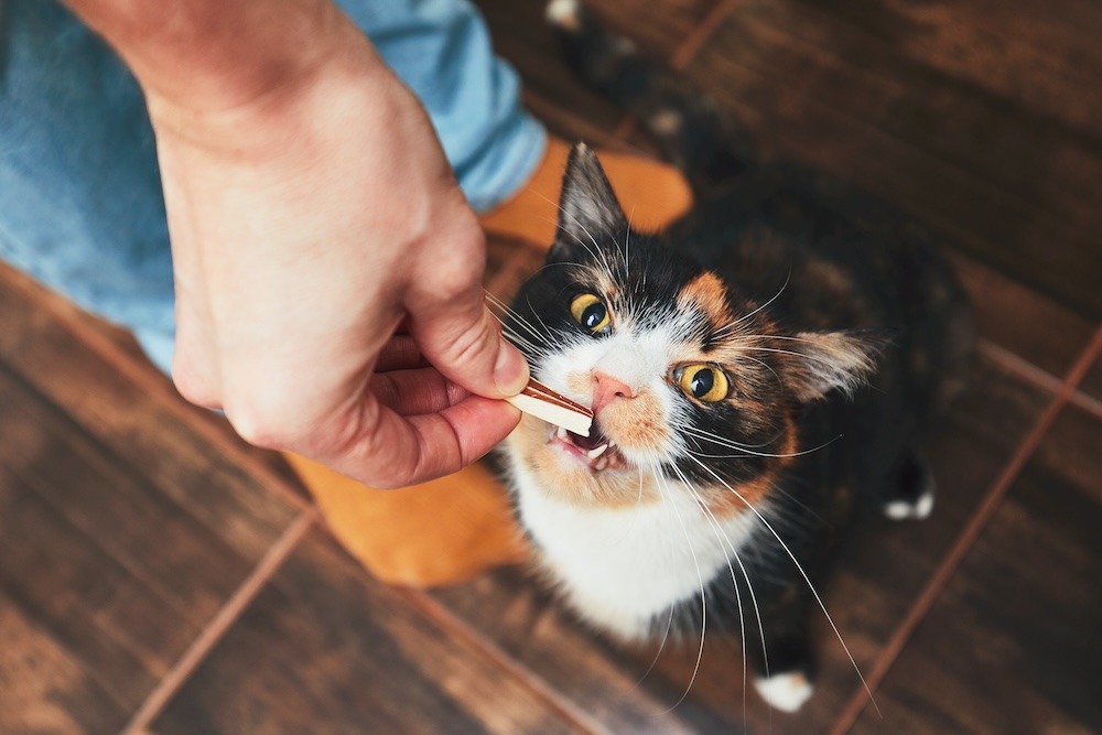 How to Choose Safe Treats for Your Senior Pet